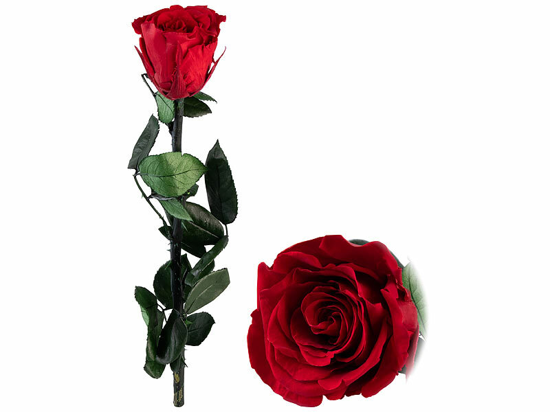 ; Damen Halsketten mit Blattgold-Anhängern Damen Halsketten mit Blattgold-Anhängern Damen Halsketten mit Blattgold-Anhängern