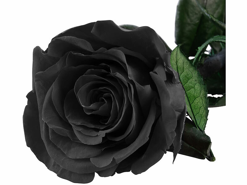 ; ECHTE Rosen vergoldet ECHTE Rosen vergoldet 