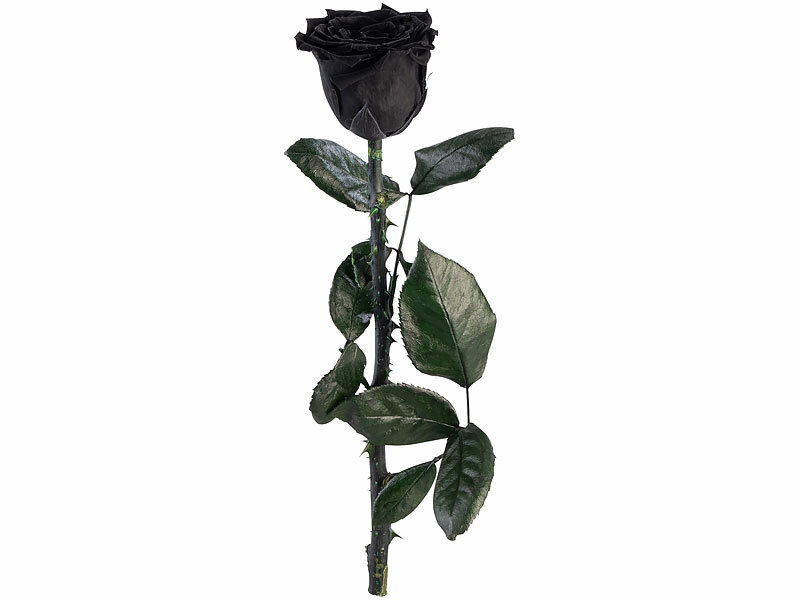 ; ECHTE Rosen vergoldet ECHTE Rosen vergoldet 