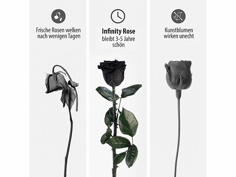 ; ECHTE Rosen vergoldet ECHTE Rosen vergoldet 