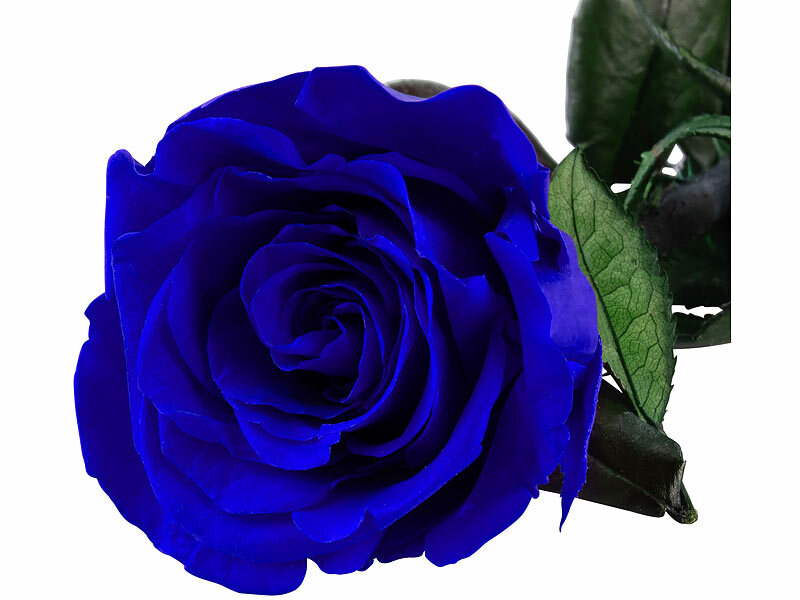 ; ECHTE Rosen vergoldet ECHTE Rosen vergoldet 
