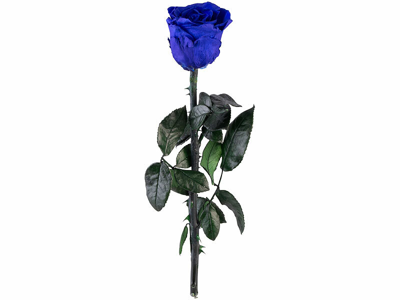 ; ECHTE Rosen vergoldet ECHTE Rosen vergoldet 