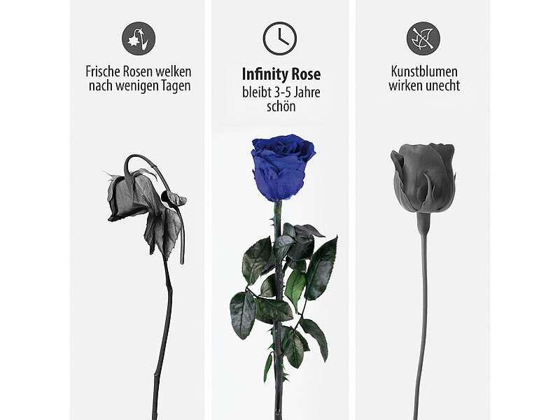 ; ECHTE Rosen vergoldet ECHTE Rosen vergoldet 