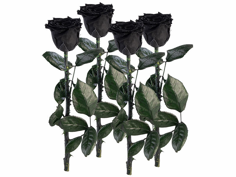 ; ECHTE Rosen vergoldet ECHTE Rosen vergoldet ECHTE Rosen vergoldet 