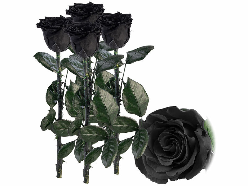 ; ECHTE Rosen vergoldet ECHTE Rosen vergoldet ECHTE Rosen vergoldet 