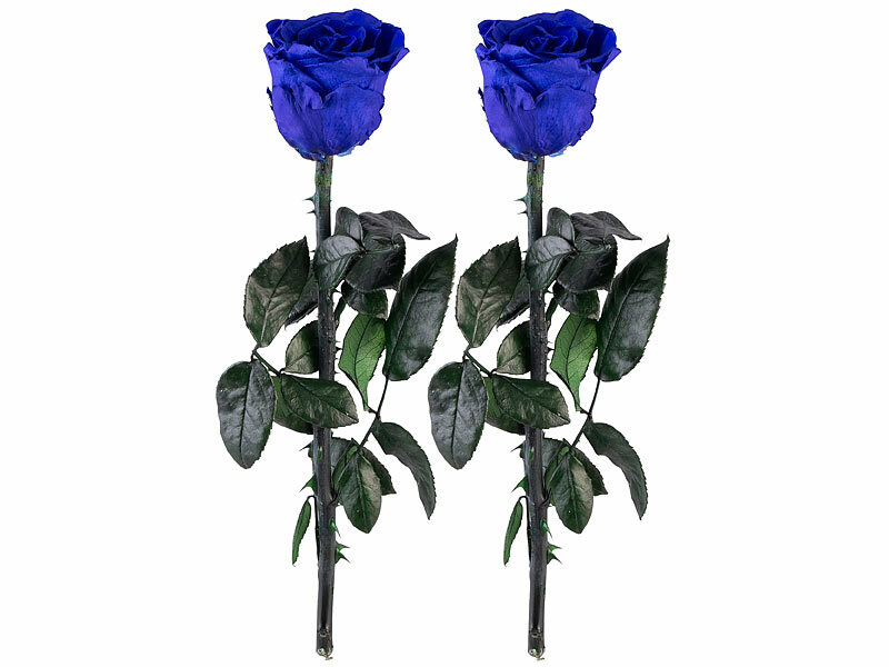 ; ECHTE Rosen vergoldet ECHTE Rosen vergoldet ECHTE Rosen vergoldet 