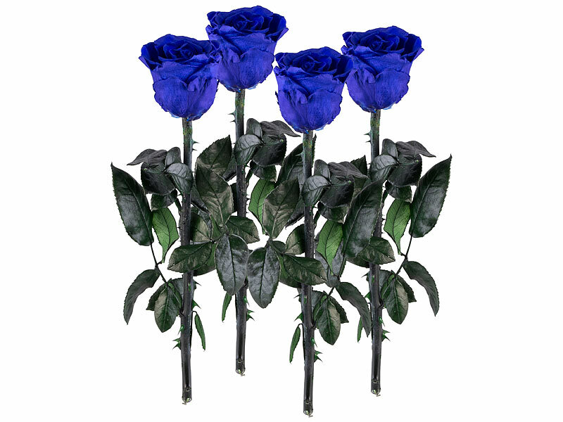 ; ECHTE Rosen vergoldet ECHTE Rosen vergoldet ECHTE Rosen vergoldet 