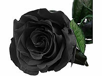; ECHTE Rosen vergoldet ECHTE Rosen vergoldet 