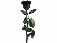 ; ECHTE Rosen vergoldet ECHTE Rosen vergoldet 