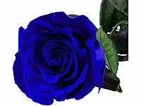 ; ECHTE Rosen vergoldet ECHTE Rosen vergoldet 