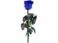 ; ECHTE Rosen vergoldet ECHTE Rosen vergoldet 