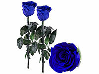 ; ECHTE Rosen vergoldet ECHTE Rosen vergoldet ECHTE Rosen vergoldet 